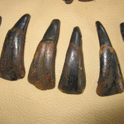 Arc 114b dents buffalo buffle bison collier prehistorique achat vente