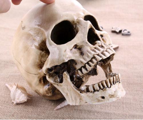 Skl 005a tete de mort crane skull replique resine gothique vampire steampunk