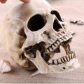 Skl 005a tete de mort crane skull replique resine gothique vampire steampunk
